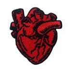 Anatomical Human Heart Patch