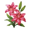 Pink Lily Flower Patch