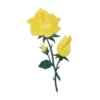 Yellow Rose Flower Patch